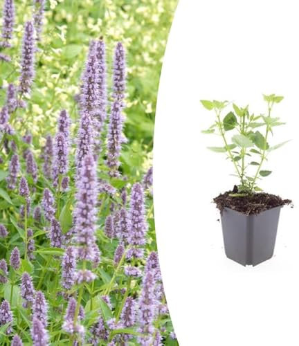 Agastache 'Blue Fortune' | 12 pièces - 10-25cm - Ø9cm - Plante de jardin