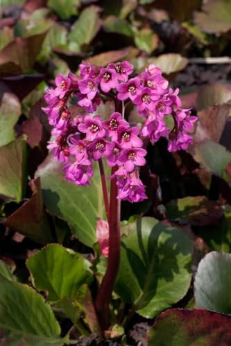 Bergenia cordifolia 'Oeschberg' ca. 11x11 cm Topf - Riesensteinbrech, rosa Blüten, Blütezeit April-Mai, ideal für schattige Beete, winterhart, pflegeleicht