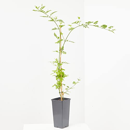 Verdecora Jazmín Español | Planta natural de exterior con flor | Jazmín Andaluz | Jamín Real | Flores abundantes y olorosas | Trepadora y arbustiva | En maceta de 3L