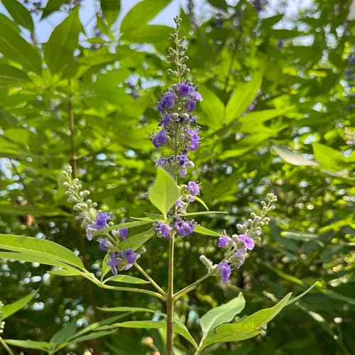 Semi di lavanda biologici, lavandula angustifolia primaverili, resistenti di lavanda perenni esotiche resistenti di perenni 250pcs