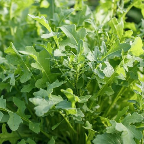 semi di rucola resistente - giardino perenni invernali appartamento 1000pcs