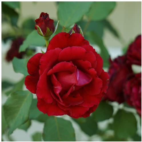 'Guinee' Fragrant Climbing Rose Bush, Dark Red Fully Double Velvety Blooms 3fatpigs®