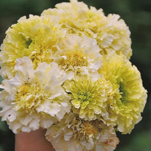 Semi di calendula, resistenti per il giardino semi di decorazione da giardino per esterni d'appartamento per luoghi soleggiati copertura del terreno 150pcs