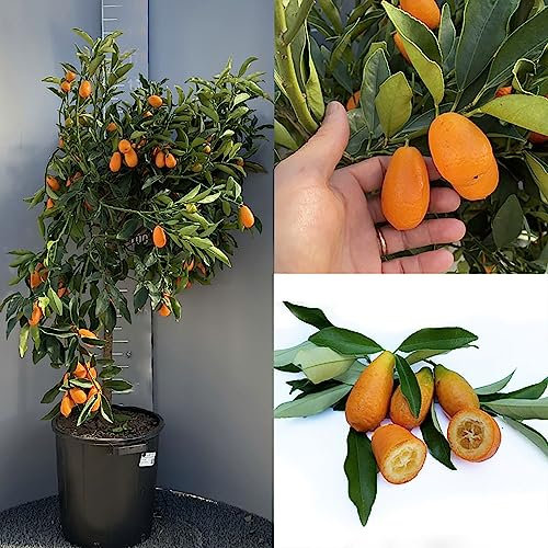 SAVINI VIVAI Planta de Kumquat, Árbol de cítricos mandarín chino, Kumquat gigante en maceta de 35 cm Altura 150-180 cm 6-7 años de injerto,