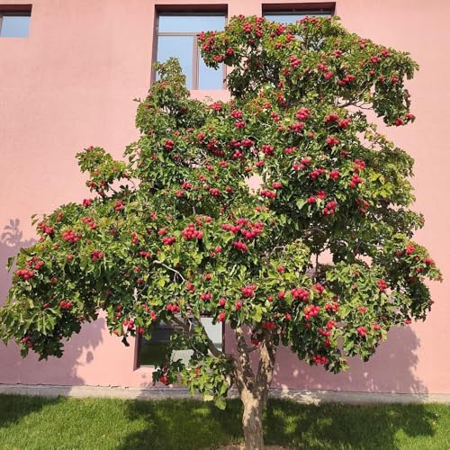 Semillas de espino, Semillas de de espino, Semillas de, resistentes para jardín. fruta columnar resistente jardín resistente Las 50pcs