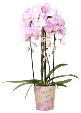 Kolibri Orquídea Phalaenopsis rosa – Caída del Niágara – Tamaño de maceta Ø12 cm | Planta de interior floreciente – Fresca del cultivador