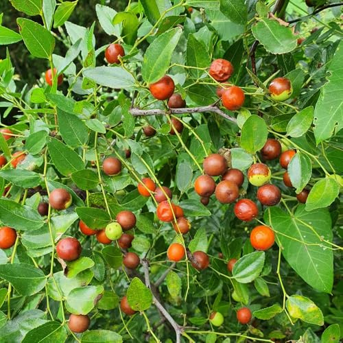 Semillas de azufaifo, Ziziphus jujuba, frutas exóticas plantas verdes azufaifo chino, Las plantas de jardín son resistentes. comprar arboles frutales regalos sostenibles frutales 150pcs