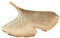 BUTLERS Deko-Schale Ginkgoblatt 23 x 22cm aus Aluminium Gold -GOLDEN Nature- Moderne Tischdeko & Unterteller | ideal als Kerzenteller Kerzenuntersetzer für Herbst, Advent, Weihnachten