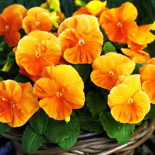 Semillas frescas - ORANGE PANSEN SEEDS - Pensamiento suizo - Viola wittrockiana - 550 semillas