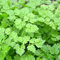 Cerfeuil Commun - Anthriscus cerefolium - 4000 Graines
