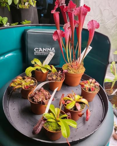 Hand-crafted Premium Carnivorous Plant Soil repotting mix Mix - Ideal for venus fly traps, pichers and other insect eating Plants - Available in 1L, 2L, 3L, 5L, (2lt)