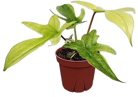 CoollectivePlants Philodendron Florida Ghost Mint – Live Indoor Plant in 4″ Grower Pot, Easy Care Tropical Houseplant, Upright Climbing Philodendron for Home or Office