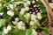Semi di piante di vischio 50pcs bianco