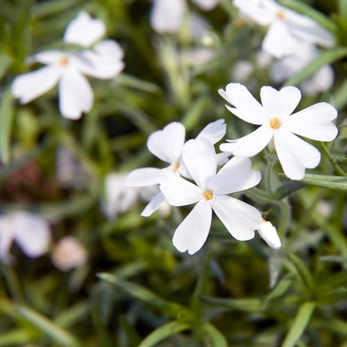 Pianta vera di Phlox subulata White Delight - Diametro Vaso Ø 12 cm