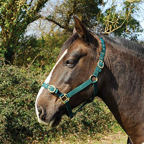 Rhinegold Collo in Nylon, pannocchia, Verde