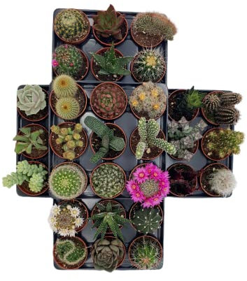 Box 30 Piante Grasse (vere) ø 5,5