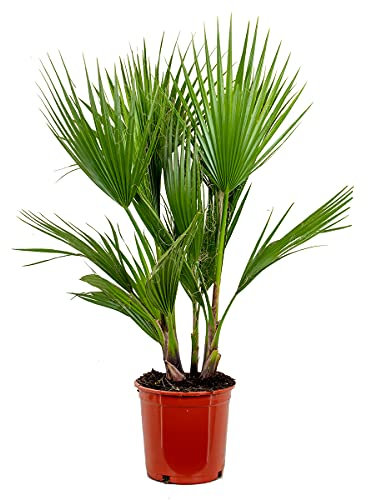 Bloomique - Washingtonia Robusta - Mexikanische Fächerpalme - Palme - Winterharte Balkonpflanzen - Gartenpflanzen Winterhart - Höhe 80-100 cm - Topf 21 cm
