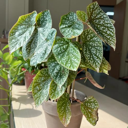 Forellenbegonie Pflanze Samen, zimmer pflanze Begonia maculata, pflanzen samen luftreinigende zimmerpflanzen indoor plants, bio saatgut balkonpflanzen winterhart mehrjährig bonsai 250pcs