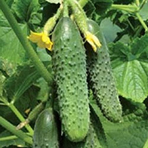 100 Pièces Graines de Concombre, Graine de Légumes Concombres à Semer, Naturelle Semences de Concombres pour Le Jardin et Potager, Rendement Économe en Eau, Facile à Cultiver (Rouge)