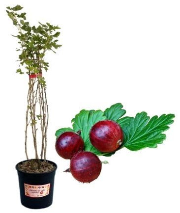 P. Piantine da Orto | Uva Spina Rossa, Vaso 5 L, Pianta Pronta per il Trapianto, Pianta Vera di Frutti di Bosco da Esterno, Vivaio Italiano