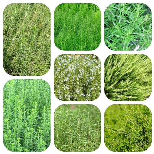semi di santoreggia biologici, rare resistenti vecchie varietà perenni decorative, esotiche 420pcs