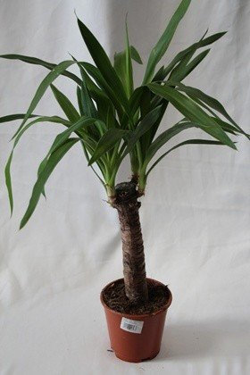 Yuca (1 tronco) - Planta viva de interior
