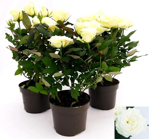 POWERS TO FLOWERS - ROSA DA GIARDINO RAMPICANTE e RIFIORENTE, ROSA BIANCA, 3 PIANTE, Piante Vere