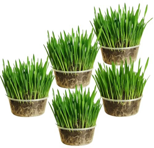 Ambrozia NP Cat Grass Kit x5 Pots – 100% Wheat | Natural Digestive Aid for Indoor Cats