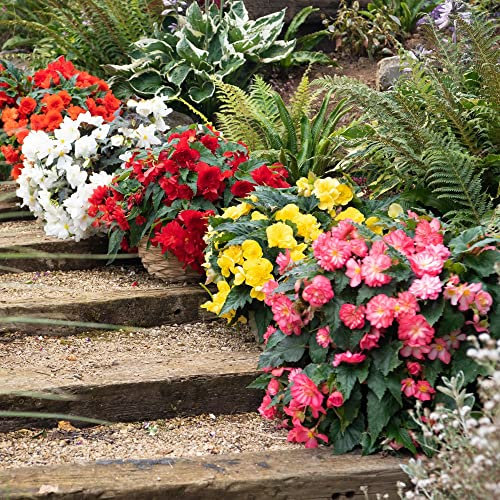 Begonia Plants Outdoor Garden Ready 'Nonstop Joy Mix' Half-Hardy Perennial Fully Double Blooms Easy to Grow Your Own Garden Flower Plants 15x Garden Ready Plants by Thompson and Morgan (15)
