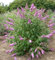 Buddleja Davidii Viola – Pianta delle Farfalle in Vaso 18 cm, H 80 cm – Fioritura Profumata, Crescita Rapida, Arbusto Ornamentale da Giardino – FOTO REALI