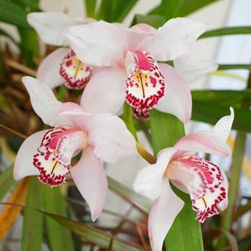 Bulbos De Orquidea Cymbidium-Bulbos De Phalaenopsis, Resistente Al FríO, Calas Bulbos Bulbos, Cymbidium Orchidee, AromáTicas De Cymbidium-Decorativo-3bulbos-J