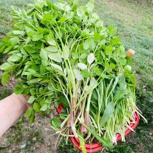 semillas de berro semillas organicas de jardín, balcón 200pcs