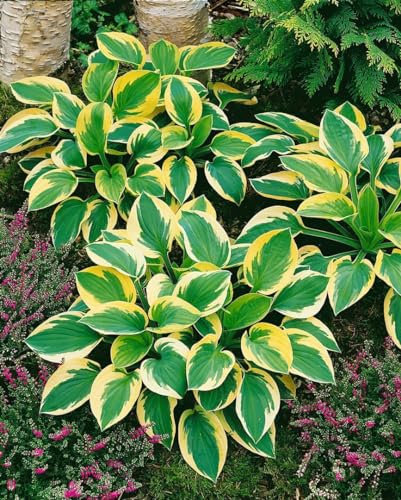 Hosta tokudama 'Brim Cup' 11x11 cm Topf – Winterhart, Mehrjährig, Pflegeleicht – Funkie – Staude für Schattenbeet & Kübel
