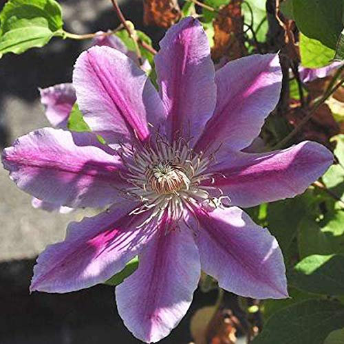 Clematis 'Doctor Ruppel'- Clématite 'Doctor Ruppel' 50-60 cm en conteneur