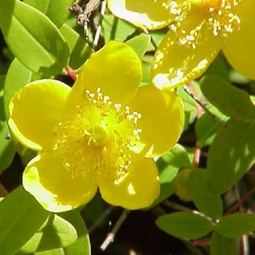 Erba di San Giovanni - Hypericum moserianum -