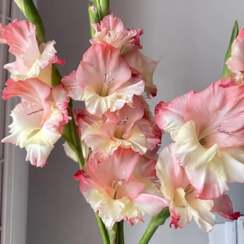 gladiolenzwiebeln winterhart mehrjährig - deko balkonpflanzen 20pcs