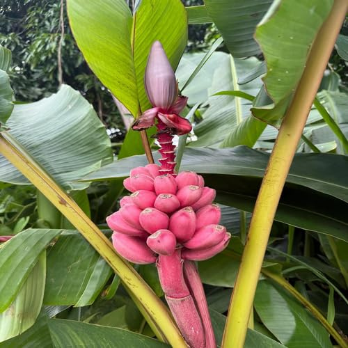 100 semillas de plátano rosa