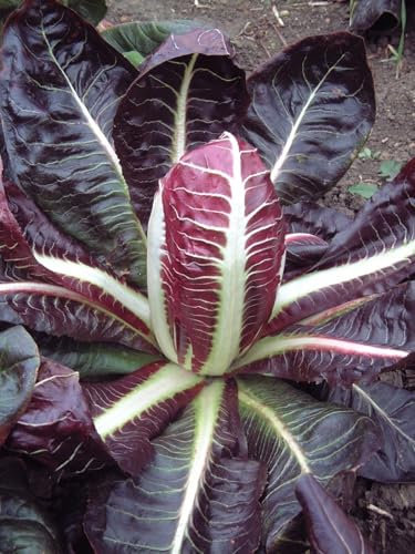 Buy4seeds Chicory RED Rossa DI Treviso 4 Early 7 2000 Seeds Easy to Grow Garden Yard Patio