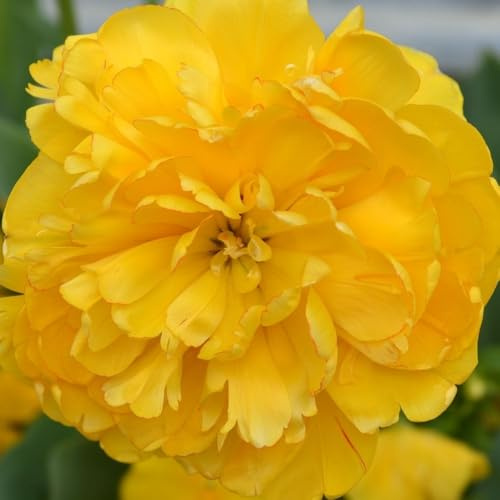 Tulpanlökar Gul Pomponette - 30 blomlökar - lökstorlek 11/12 - gul, dubbelblommig, vårblommande, vinterhärdig - direkt från odlaren - Flowerbulbs Amsterdam