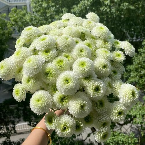 semi di margherita - giardino decorazione esterno perenni resistenti 350pcs