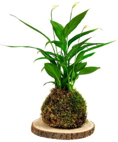 Kokedama Espatifilo Bola de Musgo Vivo DECOALIVE Planta Natural de Interior