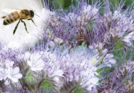 Pcs - 30000x Engrais Vert Phacelia Eko Phacelia Tanacetifolia Jardin Plantes Graines K600 - Seeds & Plants Shop by Ipsa