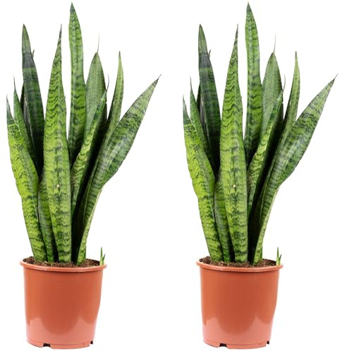 2 x båghampa, lättskött inomhusväxt, Sansevieria zeylanica – höjd ca 65 cm, kastrull? 17 cm