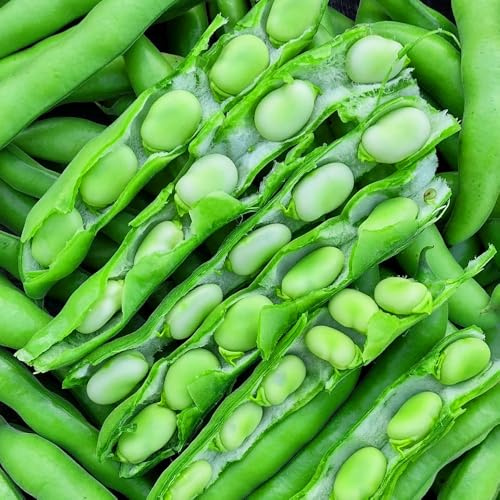 Semi di fava,resistenti per il giardino Semi di ortaggi,regali per gli amanti del giardino 5pcs