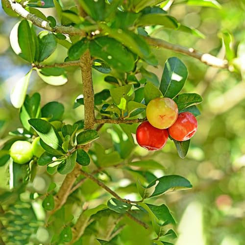 acerola - comprar bonsáis columnar trepadoras trepadora semillas balcón resistentes semillas resistentes para jardines 80pcs