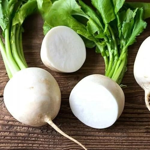 Daikon Radish 'Accord' - 500 Seeds + Freebie + Plant Tag - Raphanus raphanistrum