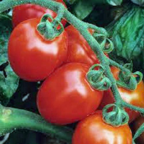 Shoppy Star Shoppy étoiles: TOMATE, ROMA italien, Heirloom, BIO 100 graines, FRUITS ROUGES Savoureux DELICIOUS