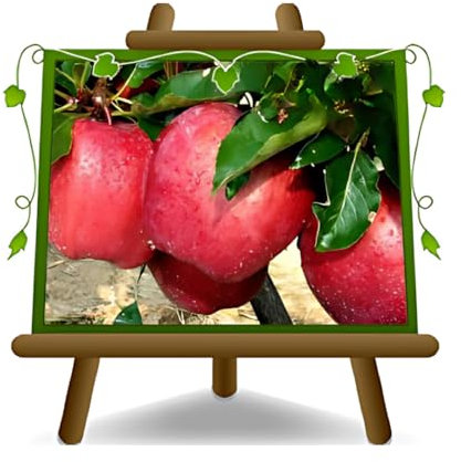 pommier Rouge Chief - arbre plante fruitière vieux sur un pot de 20 - max 170 cm - 2 ans