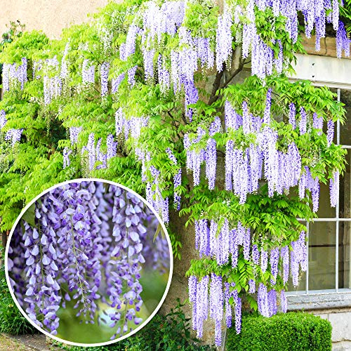 Glicinia china - Arbusto trepador resistente de jardín con flores azules (4L, 100-120 cm)