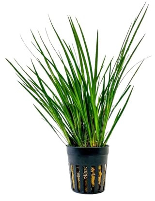 AquaOne Terrarium Pflanze Acorus gramineus I Lebende Paludariumpflanzen Regenwald Terrarienpflanzen voll durchwurzelt einfach Terrascaping Dekoration